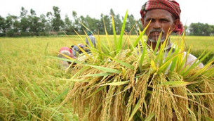 মাত্র তিন মাসে বোরো আবাদের ফর্মুলা