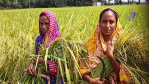 হাওরে ৩ মাসেই বোরো ধান: সিকৃবির গবেষণা