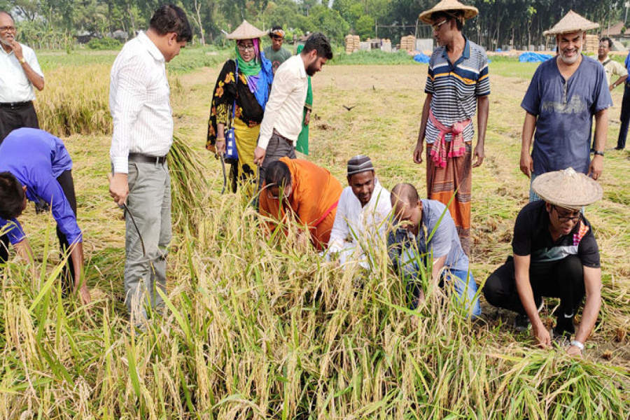 জীবননগরে মঙ্গলবার কৃষকদের ধান কাটছেন চুয়াডাঙ্গা জেলা প্রশাসক গোপাল চন্দ্র দাস।