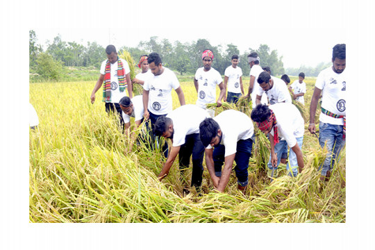 ধানক্ষেতে ছাত্রলীগ, কৃষকদের মুখে হাসি