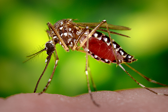 ডেঙ্গু: এবার প্রাণ গেল আবহাওয়াবিদের স্ত্রীর