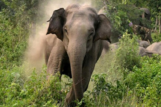 বোয়ালখালীতে হাতির পায়ে শিশু পিষ্ট