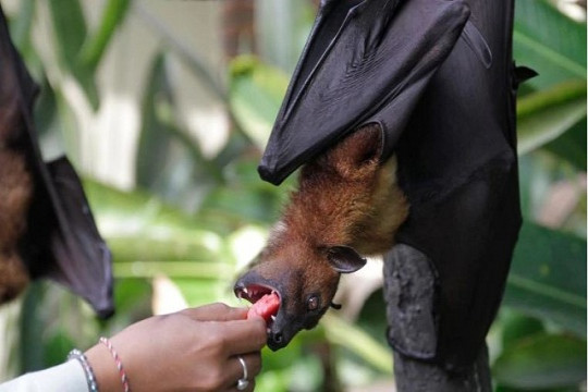 চীনের আবিষ্কার নয়, বাদুর থেকে মানুষের শরীরে!