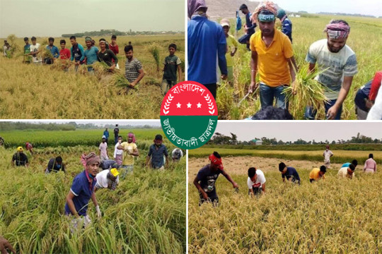 ফসলের মাঠে ধানের শীষের কর্মীরা (ভিডিও)