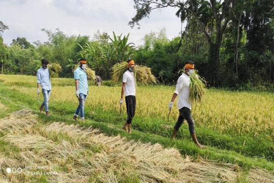 খুলনায় কৃষকের ধান কেটে দিচ্ছে মহানগর ছাত্রদল