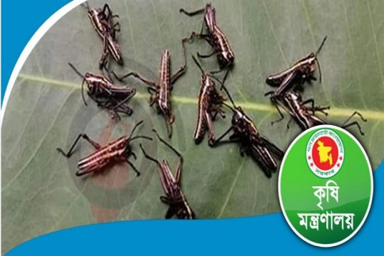 কক্সবাজারের সেই পোকা ‘পঙ্গপাল’ নয়: কৃষি মন্ত্রণালয়  