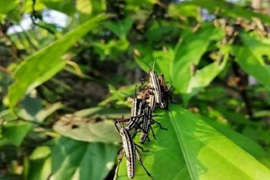 ঘাসফড়িং সদৃশ কীট ‘পঙ্গপাল’ কিনা দেখতে টেকনাফ যাচ্ছে অধিদপ্তর