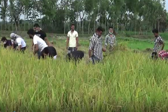 হটলাইনে ফোন পেয়ে কৃষকের ধান কেটে দিল ছাত্রলীগ