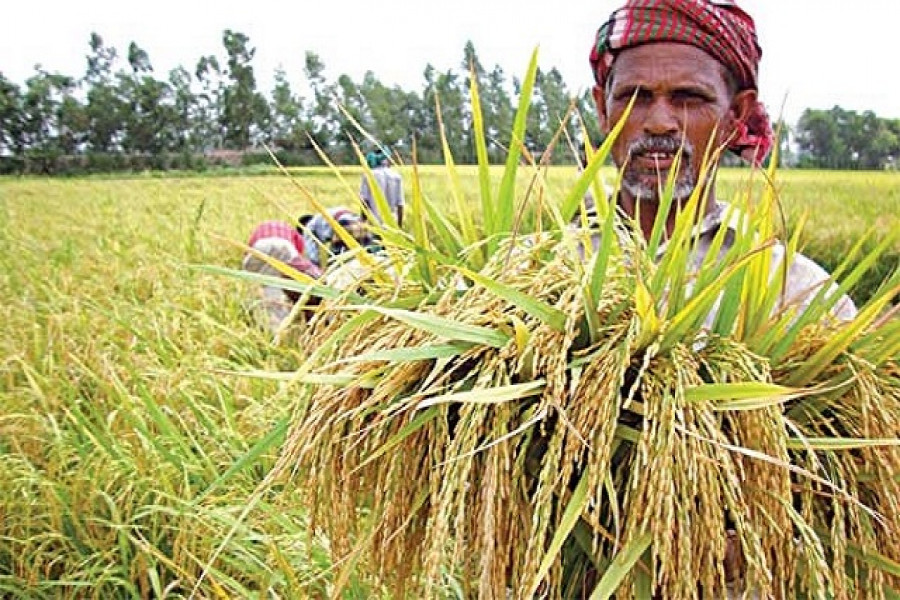 কৃষকের ধান