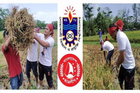 কৃষকের ধান কেটে বাড়িতে পৌঁছে দিল নোবিপ্রবি ছাত্রলীগ