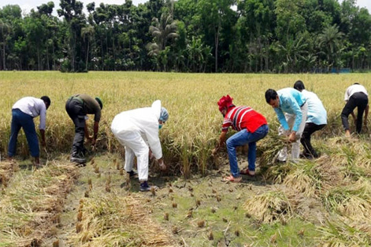 শিক্ষক-শিক্ষার্থীদের নিয়ে ধান কাটলেন শিক্ষা বোর্ড চেয়ারম্যান