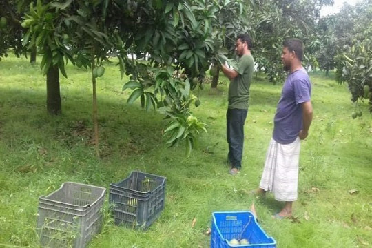 আম বিক্রির লভ্যাংশ দিয়ে অসহায়দের পাশে ঢাবি ও চুয়েট শিক্ষার্থী