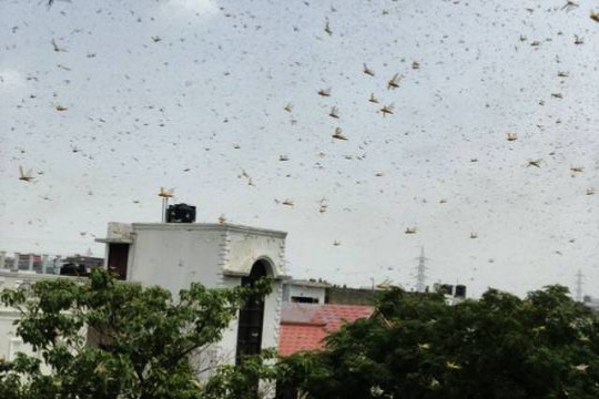 ভারতের রাজধানীতে আক্রমণ করল পঙ্গপাল (ভিডিও)