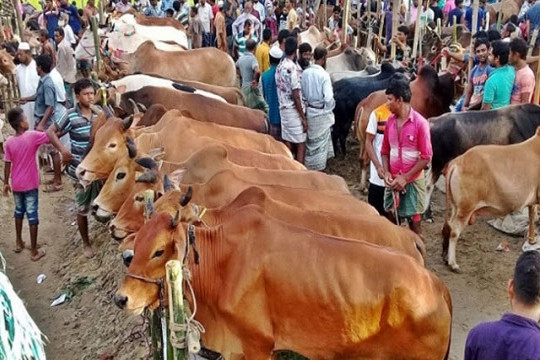 রাজধানীতে কোরবানির পশুর হাট বসতে না দেয়ার সিদ্ধান্ত