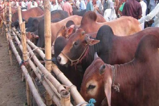 পশুর হাট বসছে না ঢাকা-চট্টগ্রাম-নারায়ণগঞ্জ-গাজীপুরে