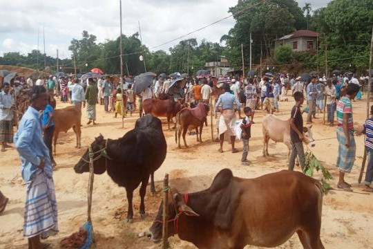 শেষ সময়ে লোহাগাড়ায় জমে উঠেছে পশুর হাট