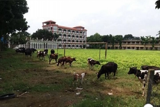 পাবনায় কলেজ মাঠে ঘাস চাষের অভিযোগ অধ্যক্ষের বিরুদ্ধে 