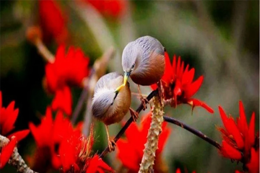 শাহেদ আহমেদের তোলা কাঠ শালিকের চুম্বনের দৃশ্য