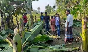 পূর্ব-শত্রুতার বলি কৃষকের ৩০০ কলাগাছ