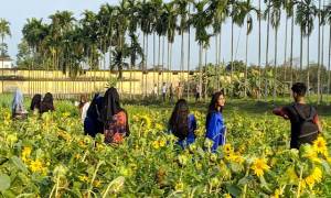 বাকৃবিতে গবেষণার ফসল নষ্ট করছেন বহিরাগতরা