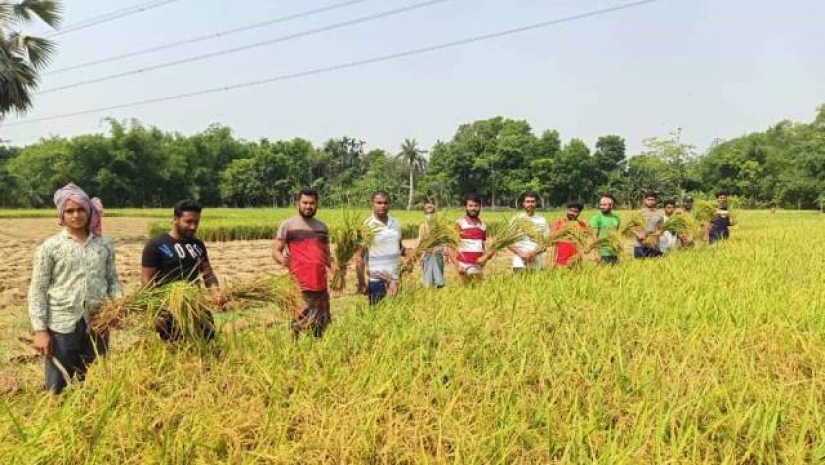 কৃষকের ধান কেটে দিচ্ছেন যবিপ্রবি ছাত্রলীগের নেতাকর্মীরা