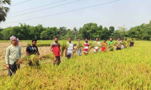 অসহায় কৃষকের পাশে যবিপ্রবি ছাত্রলীগ