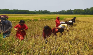 ধান কাটছেন ছাত্রলীগের নারী কর্মীরা