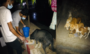 চট্টগ্রামে ছিন্নমূল কুকুরদের পাশে শিক্ষার্থীরা