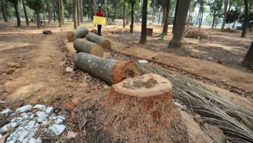 সোহরাওয়ার্দী উদ্যানের গাছ কেটে চলছে উন্নয়নকাজ