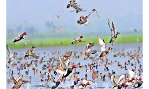 পরিযায়ী পাখি রক্ষায় সকলের সহযোগিতা চাইলেন বনমন্ত্রী