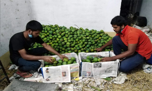 অনলাইনে আম বিক্রির দিকে ঝুঁকছেন শিক্ষার্থীরা, হচ্ছেন স্বাবলম্বীও