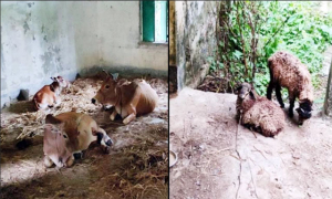 বন্ধ স্কুল আঙিনায় বাঁধা গরু-ছাগল, হুঁশিয়ারি কর্তৃপক্ষের