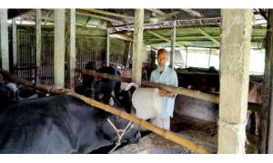 কিন্ডারগার্টেনের প্রধান শিক্ষক এখন গরুর খামারের কর্মচারী