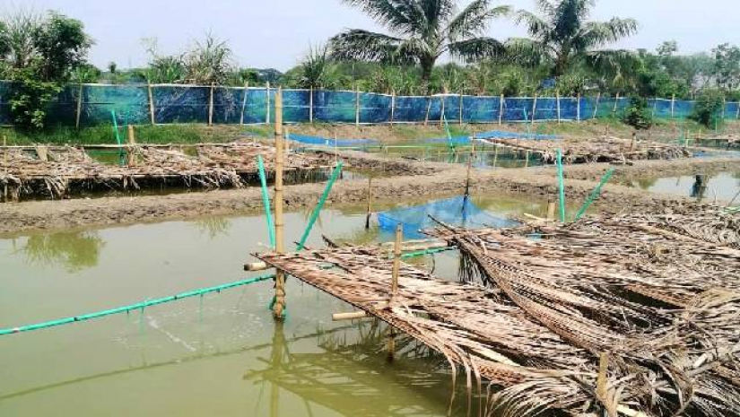 খুলনা বিশ্ববিদ্যালয়ের গবেষকরা উপকূলীয় বটিয়াঘাটার ছয়ঘরিয়া গ্রামের এই পুকুরে গবেষণা চালিয়ে গলদা চিংড়ির পোনা উৎপাদনে সফল হয়েছে