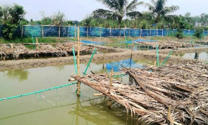 গ্রামের পুকুরেই উৎপাদন হবে গলদা চিংড়ির পোনা