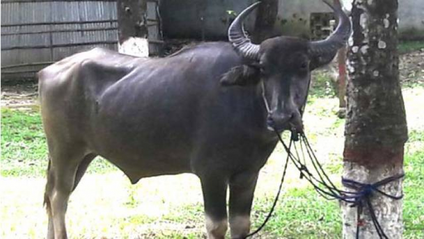 কোরবানির জন্য কেনা মহিষের গুঁতায় কাইয়ুম ইসলাম নামে এক স্কুলছাত্রের মৃত্যু হয়েছে