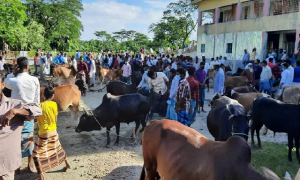 শিক্ষাপ্রতিষ্ঠানের মাঠে গরু-ছাগলের হাট