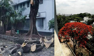 ঢাবির কলাভবনের সেই কৃষ্ণচূড়া গাছটি আর দেখা যাবে না