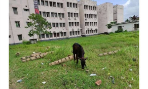 বন্ধ ক্যাম্পাসে গরু-ছাগলের অবাধ বিচরণ, নষ্ট করে ফেলছে গাছপালা