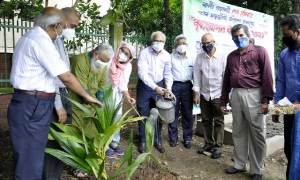 প্রধানমন্ত্রীর জন্মদিনে তালগাছ লাগালেন বুয়েট উপাচার্য