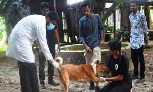 ২০টি কুকুরকে বন্ধ্যাকরণ, ৫০টিকে জলাতঙ্ক প্রতিষেধক টিকা