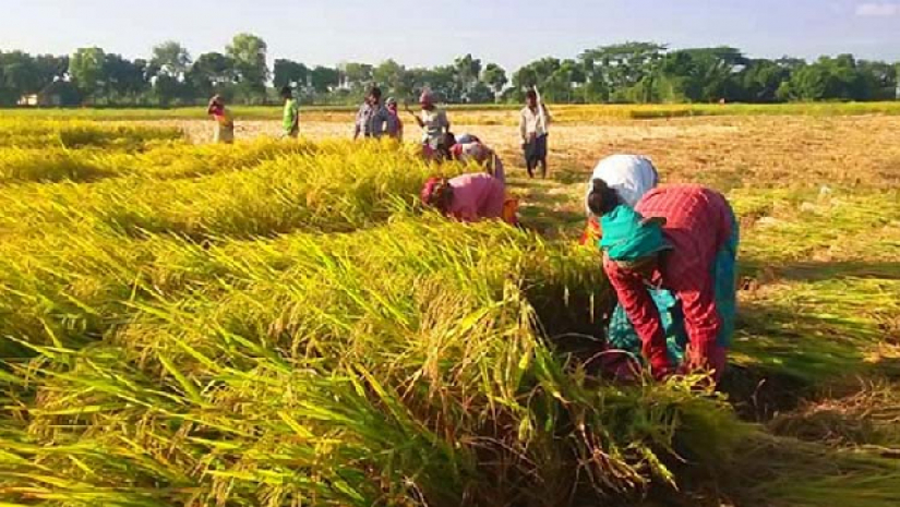 ধান সংগ্রহের দৃশ্য