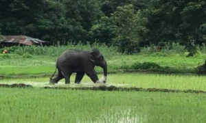 হাতির বিরুদ্ধে জিডি