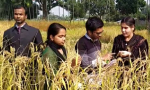 হাবিপ্রবিতে ধানের নতুন জাত উদ্ভাবন, দ্বিগুণ ফলনের আশা