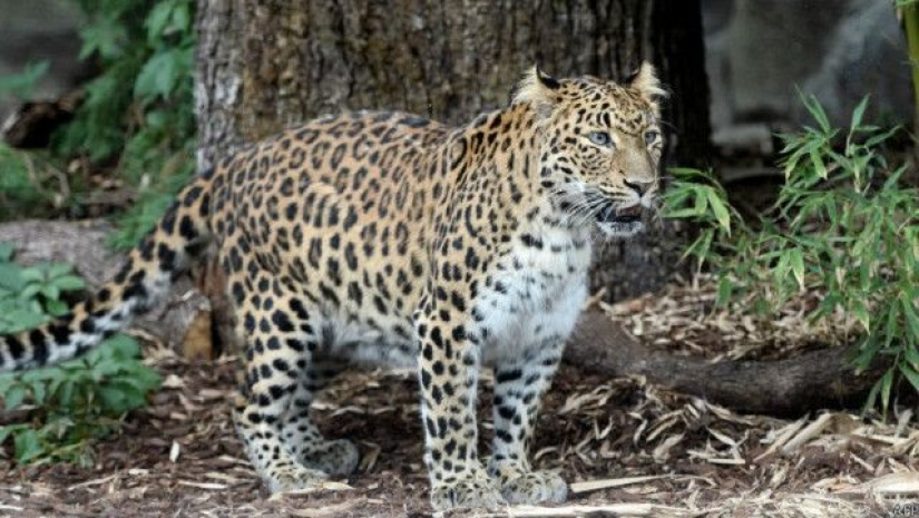 মধ্যরাতে ছাত্রী হোস্টেলে চিতাবাঘের আক্রমণ