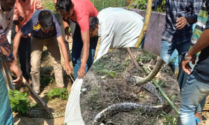 কবরস্থান থেকে ৮ ফুট লম্বা অজগর উদ্ধার