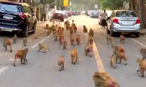 পালাতক বানর ধরতে মার্কিন পুলিশের অভিযান