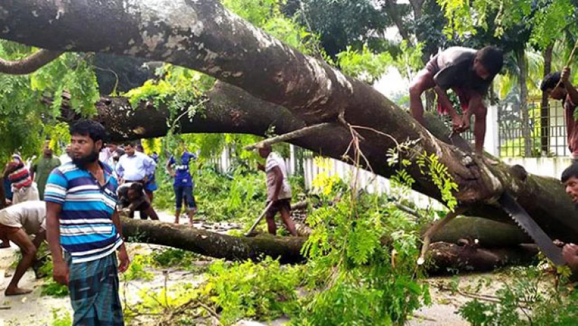 গাছ কাটতে লাগবে সরকারি অনুমোদন