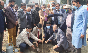 ইবির সেই কৃষ্ণচূড়া গাছের শূণ্য স্থান পূরণ 