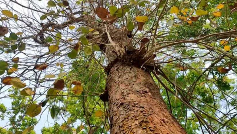 রক্তচন্দন গাছ 